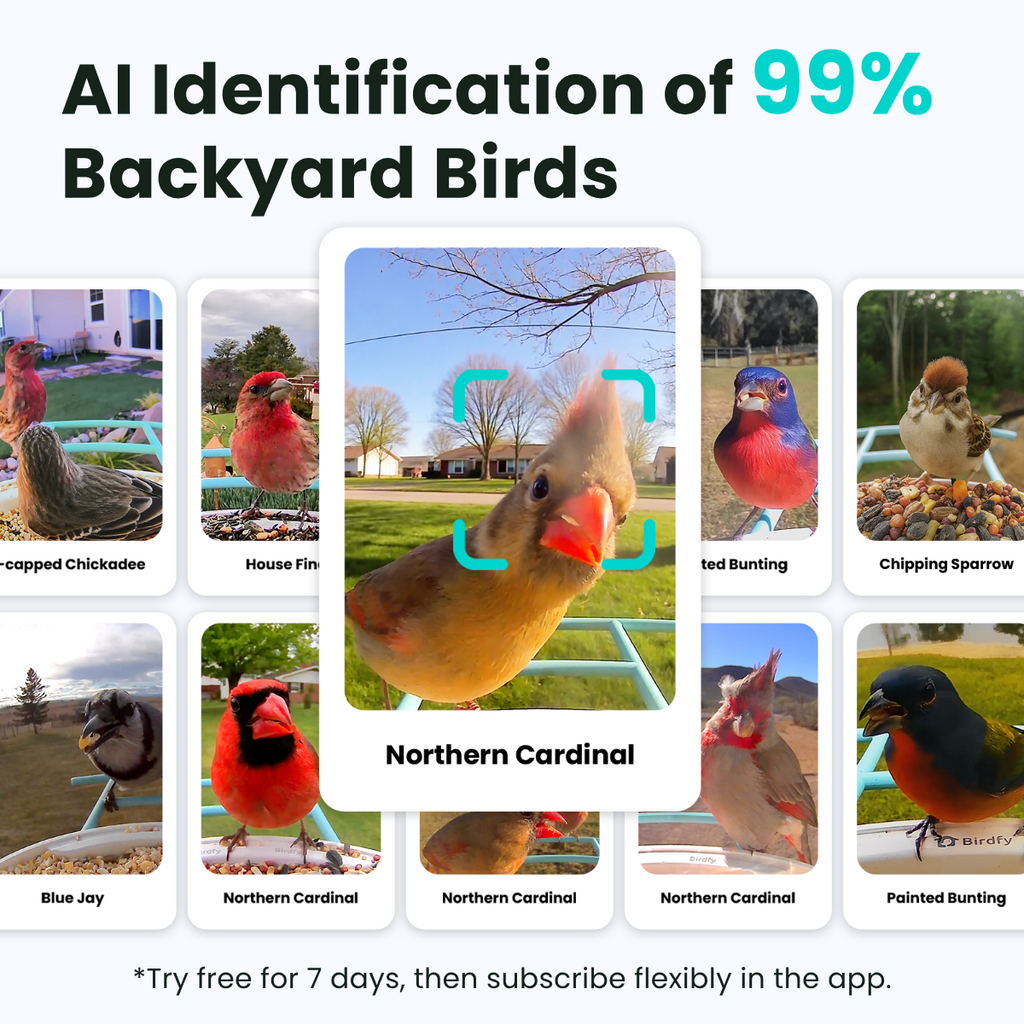 Birdfy Feeder - AI-Powered Smart Bird Feeder with Camera